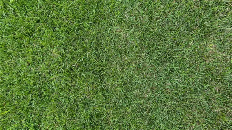 sod installation in Brownsville, TX