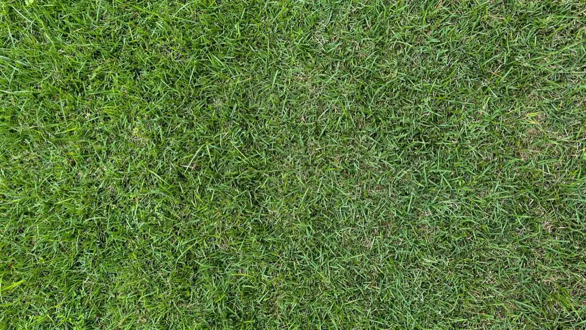 Chinch Bug & Lawn Pest Control in Brownsville, TX